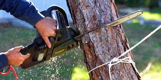 Best Palm Tree Trimming  in San Carlos, TX